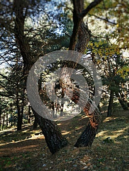 Vertical shot of pine trees in Cercedilla, Sierra de Guadarrama, Spain photo