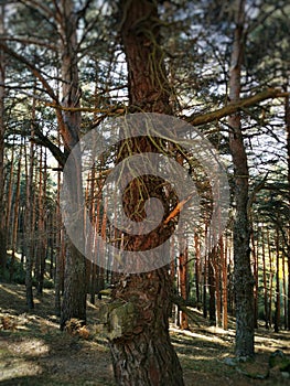 Vertical shot of pine trees in Cercedilla, Sierra de Guadarrama, Spain photo