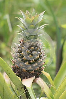 Vertical shot of pineapple growing on the tree