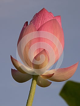 Vertical  shot of a pink blooming lotus flower on the background of the clear sky