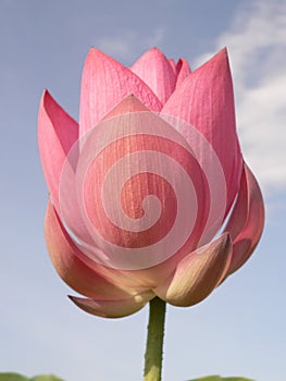 Vertical  shot of a pink blooming lotus flower on the background of the cloudy sky