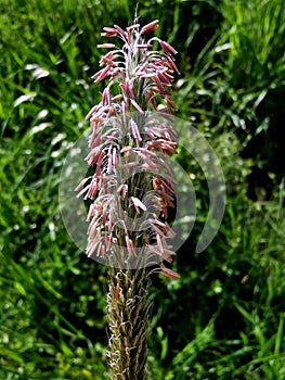 Vertical shot of a pink broomrape with grass on the background