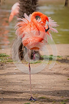 Vertical shot of a pink Caribbean flamingo on one leg preening