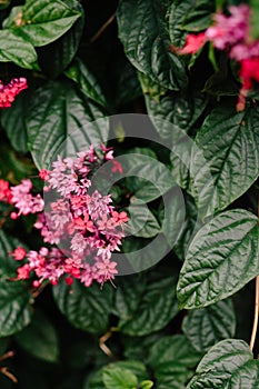 Vertical shot of pink coral vine flowers (Antigonon leptopus) in a garden