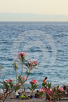 Vertical shot of pink flowers with people relaxing on the beach