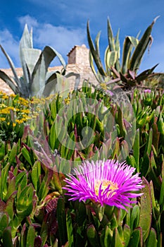 Vertical shot of a pink giant pigface flower at a park with blurry agave plants in the background
