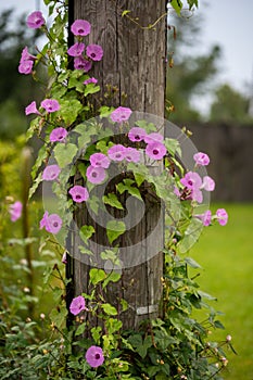 Vertical shot of the pink ipomoea cordatotriloba flowers on the wooden pole