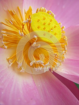 Vertical shot of a pink lotus flower with a yellow pistil