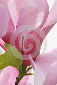 Vertical shot of a pink magnolia tree blooms on a white background