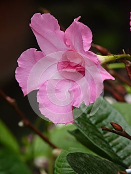 Vertical shot of a pink Mandeville photo