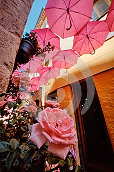 Vertical shot of pink rose under umbrellas in a street of Grasse, France