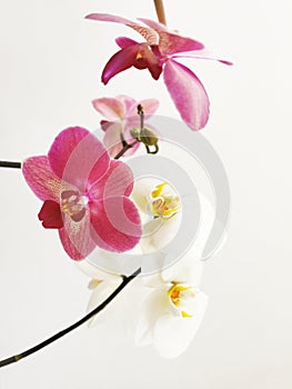 Vertical shot of pink and white phalaenopsis orchids on white background