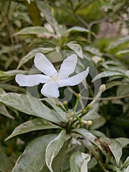 Vertical shot of a pinwheel flower (Tabernaemontana divaricata)