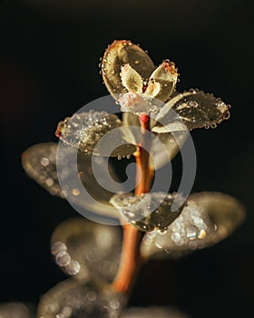 Vertical shot of a plant with dews on leaves