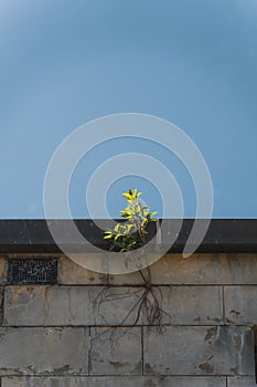 Vertical shot of the plant growing through the prison's bricks against a blue sky