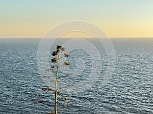 A vertical shot of a plant in the middle of the sea at sunset at Malta