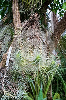 Vertical shot of the plants called tillandsia heteromorpha