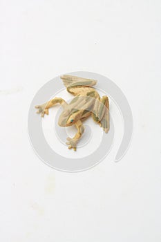Vertical shot of plastic frog toy isolated on a white background
