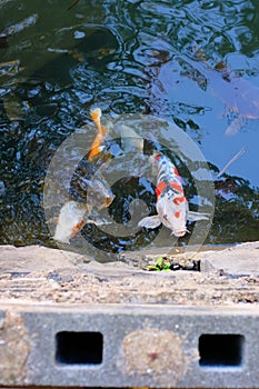 Vertical shot of a pond with colorful fish swimming in it