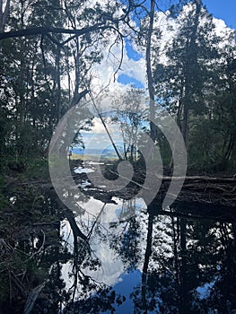 Vertical shot of a pond with reflection of trees in a forest