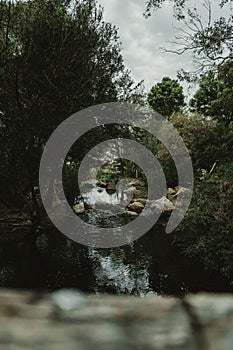 Vertical shot of a pond in the Werribee Open Range Zoo photo