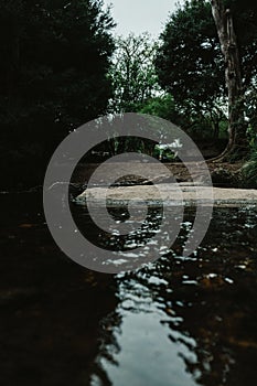 Vertical shot of a pond in the Werribee Open Range Zoo photo