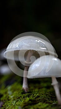 Vertical shot of porcelain fungus (Oudemansiella mucida) against blurred background