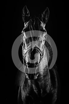 Vertical shot of the portrait of a beautiful horse on the black background