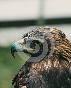 Vertical shot of portrait of Golden eagle with black beak