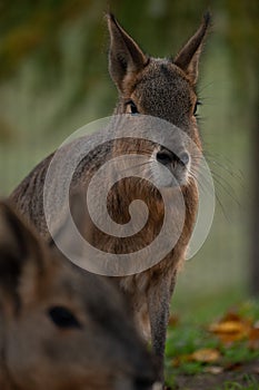 Vertical shot of a portrait of a mara in a zoo