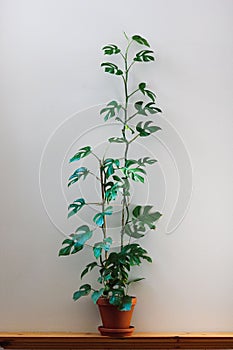 Vertical shot of a potted Swiss Cheese Plant under the sunlight through the windows