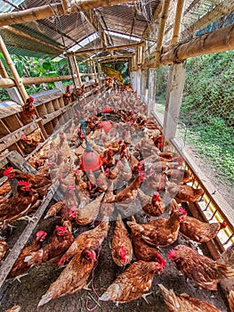 Vertical shot of a poultry farm with a group of brown chickens in a housing farm on a sunny day