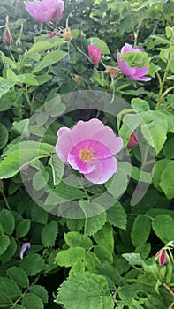 Vertical shot of a Prickly wild rose (Rosa acicularis) among green leaves in a garden