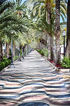 Vertical shot of the Promenade Explanada with palm trees around and a colorful road photo