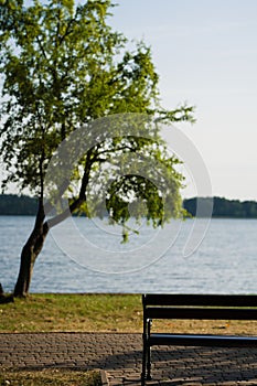 Vertical shot of a promenade tree by the lake bench on a sunny day in Elk City, Poland