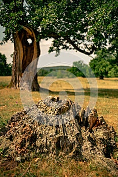 Vertical shot of the protruding remnant of a broken tree in the countryside