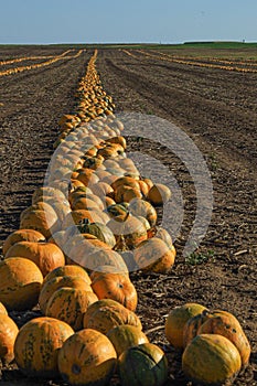 Vertical shot of pumpkins on the ground in a countyside under the sunlight