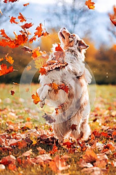 Vertical shot of a purebred Australian shepherd playing in the field with fallen autumn leaves