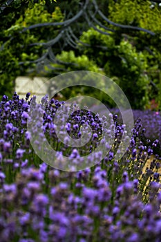 Vertical shot of purple blooming flowers in the gardens of Queen Victoria's Osborne House