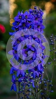 Vertical shot of purple delphinium elatum flowers