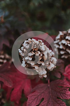 Vertical shot of a purple Grifola frondosa flower surrounded by purple leaves in a forest