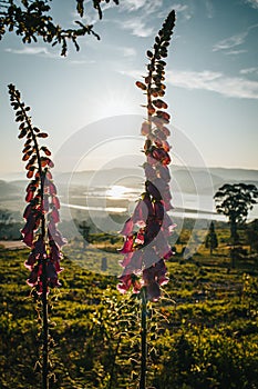 Vertical shot of purple lupines on a hill with a bright sun background