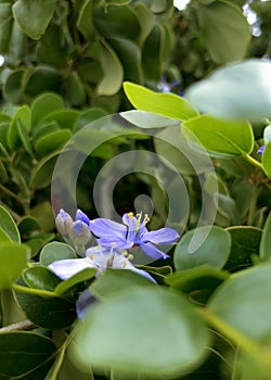 Vertical shot of a purple-petaled flower with green leaves on a blurred background