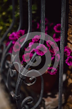 Vertical shot of purple petunia flowers as decorations behind a black metal fence