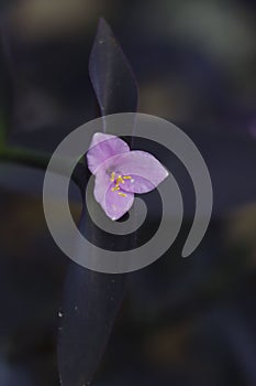 Vertical shot of a purple Wandering Jew or Setcreasea blossom