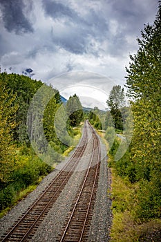 Vertical shot of railroads in the green forest with an overcast