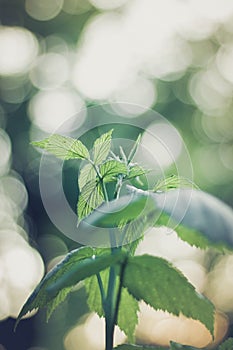 Vertical shot of raspberry green leaves and the stem with blurred background