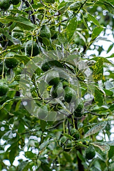 Vertical shot of raw avocados hanging on a tree branch (Persea Americana) with green leaves