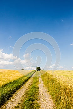 Vertical shot of a reaped path in the sunny field