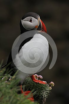 Vertical shot of  a rear bird  - Puffin in Iceland  - standing on some greenery